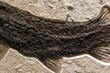 Green River Fossil Fish Mural with Rare Ultrashort-Nose Gar Fish #370577-8